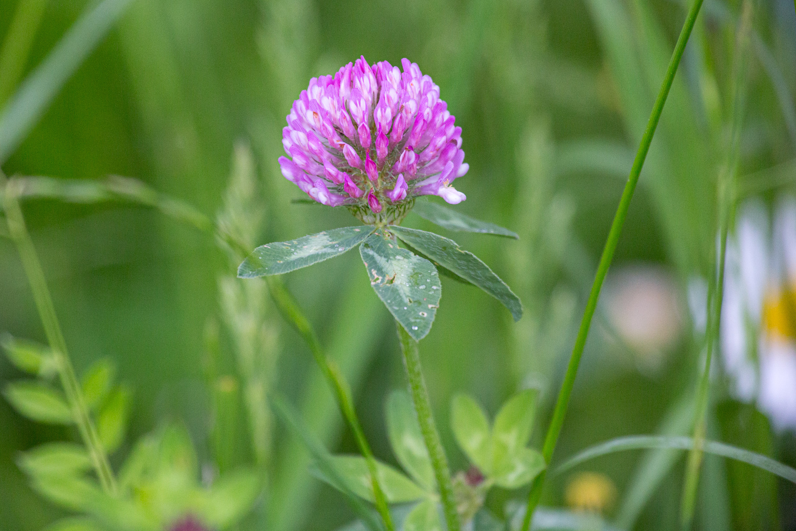 20130525072109 RD 27999